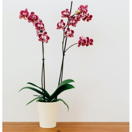 Кашпо Orchid d13; h15 см св. серый